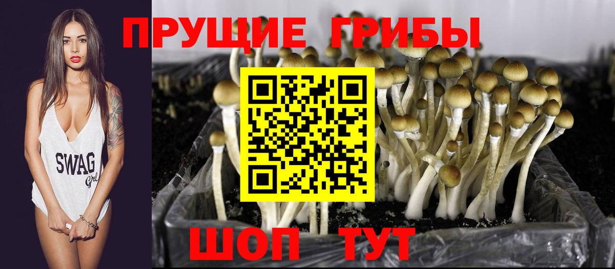 Галлюциногенные грибы Psilocybine cubensis  Вход с VPN  Кирово-Чепецк 